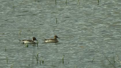 Northern Pintail