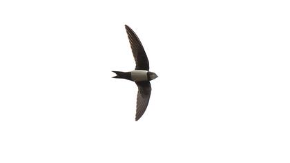 Alpine Swift
