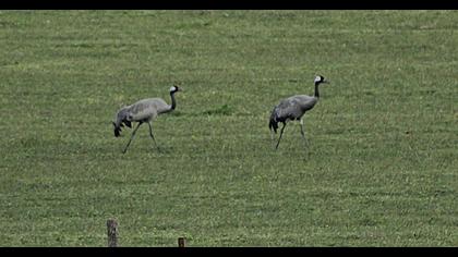 Common Crane