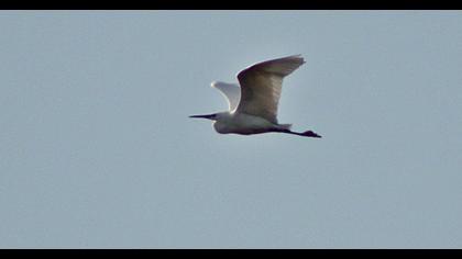 Little Egret