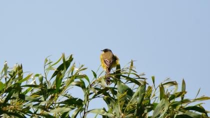 Western Yellow Wagtail