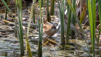 Little Crake