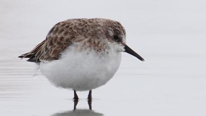 Little Stint