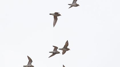 European Golden Plover