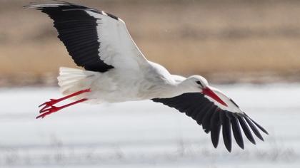 White Stork