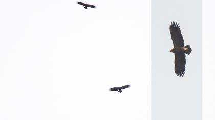 Lesser Spotted Eagle