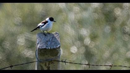 Collared Flycatcher