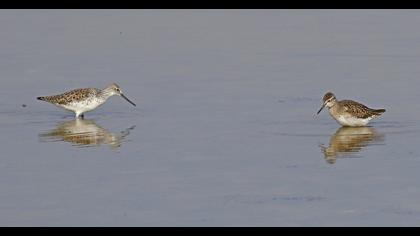 Marsh Sandpiper