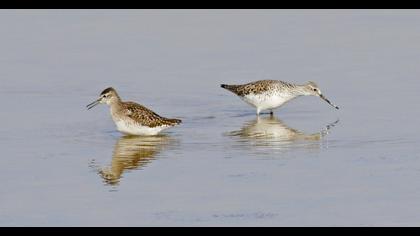 Wood Sandpiper