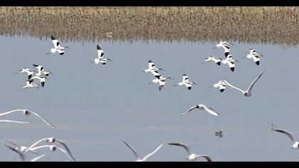 Pied Avocet