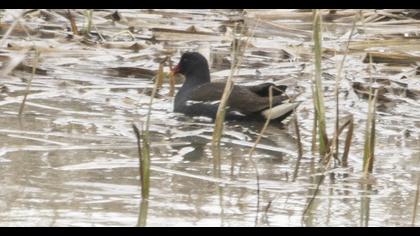 Common Moorhen
