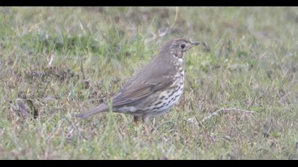 Song Thrush