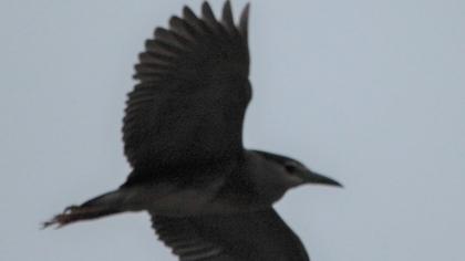 Black-crowned Night Heron