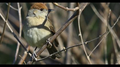 Eurasian Blackcap