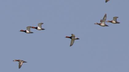 Common Pochard