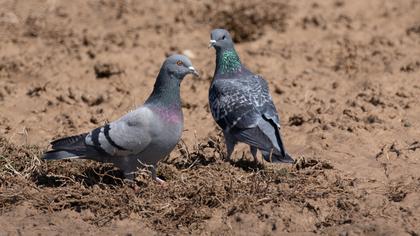 Rock Dove