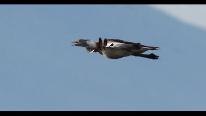 Great Bustard