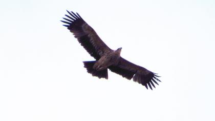Eastern Imperial Eagle
