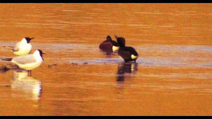 Ferruginous Duck