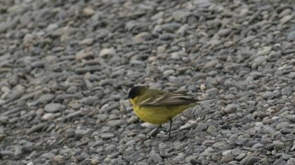 Western Yellow Wagtail
