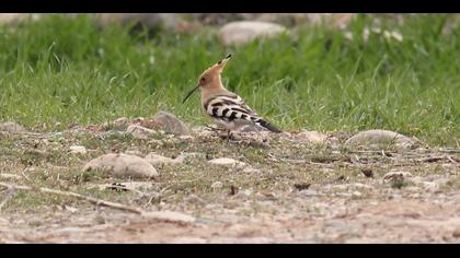 Eurasian Hoopoe