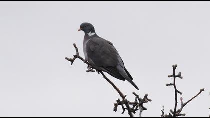 Common Wood Pigeon