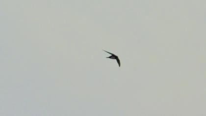Alpine Swift