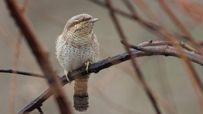 Eurasian Wryneck