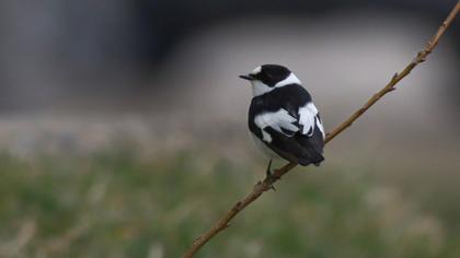 Collared Flycatcher