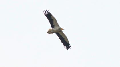 Egyptian Vulture