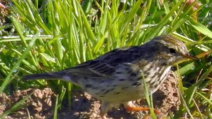 Meadow Pipit