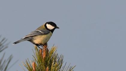 Great Tit
