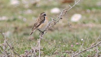 Whinchat