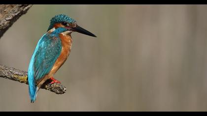 Common Kingfisher
