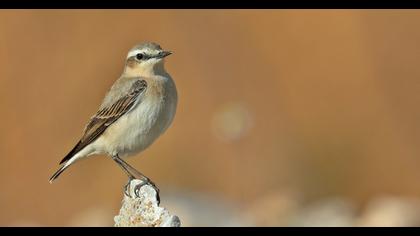 Northern Wheatear
