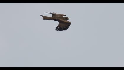 Black Kite