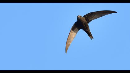 Common Swift
