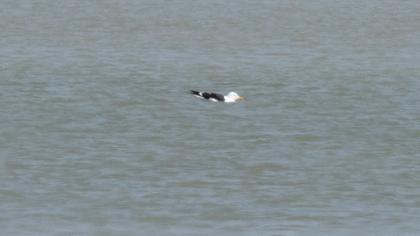 Great Black-backed Gull