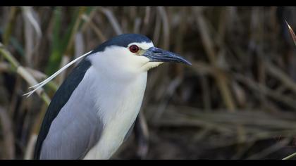 Black-crowned Night Heron