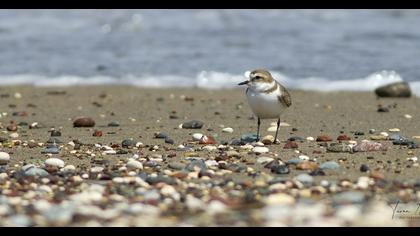 Kentish Plover
