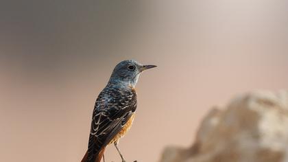 Common Rock Thrush