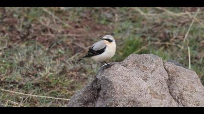 Northern Wheatear