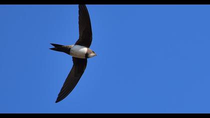 Alpine Swift