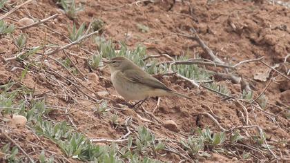 Common Chiffchaff