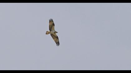 Western Osprey
