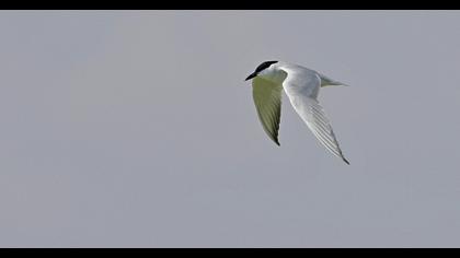 Gull-billed Tern