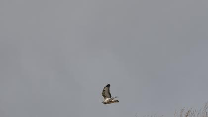 Common Buzzard