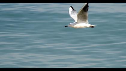 Slender-billed Gull