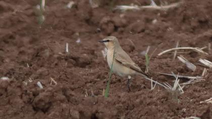 Isabelline Wheatear