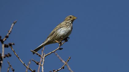 Corn Bunting